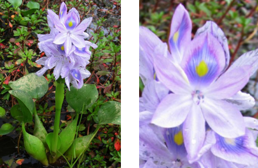 Buchón de agua, taruya